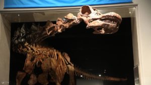 NEW YORK, NY - JANUARY 14: A replica of one of the largest dinosaurs ever discovered is unveiled at the American Museum of Natural History on January 14, 2016 in New York City. The replica of the "Titanosaur" weighs about 70 tons, is 17 feet tall and stretches to nearly 122 feet long. The dinosaur belongs to the titanosaur family and was discovered by Paleontologists in the Patagonian Desert of Argentina in 2014 and lived about 100 to 95 million years ago. The exhibit at the museum features bones, fossils and a fibreglass replica of the creature. (Photo by Spencer Platt/Getty Images)